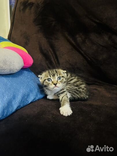 Продам британских котят
