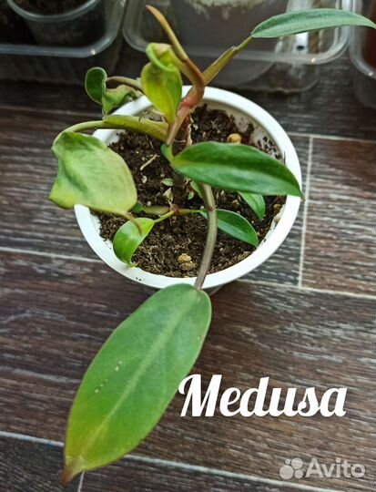 Филодендрон Medusa