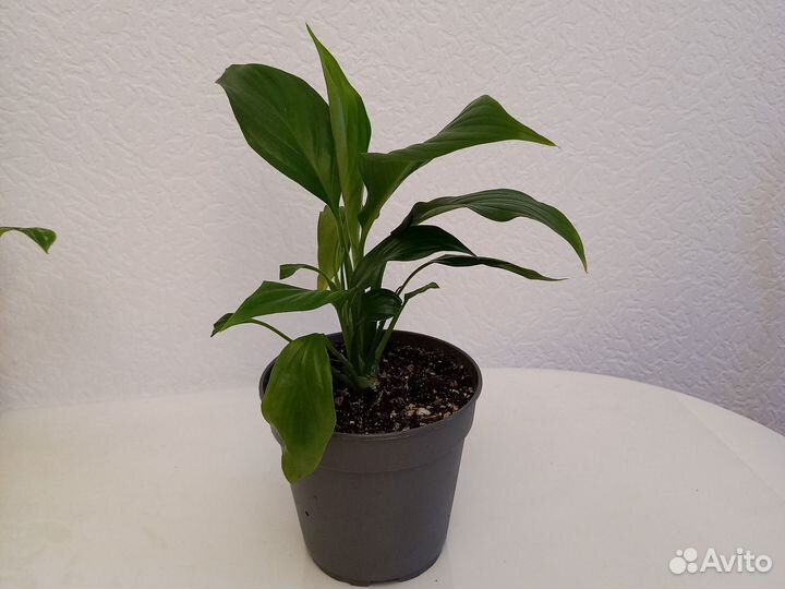 Спацифилум