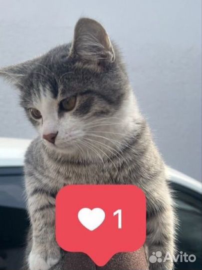 Отдам в ответственные руки