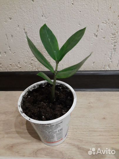 Замиокулькас