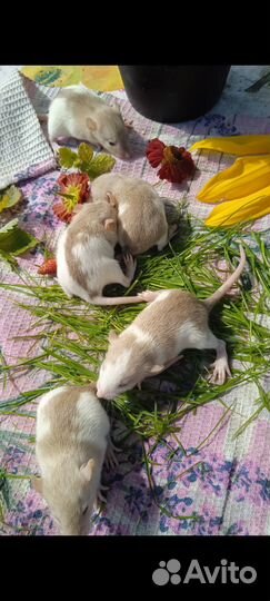 Продам крысят