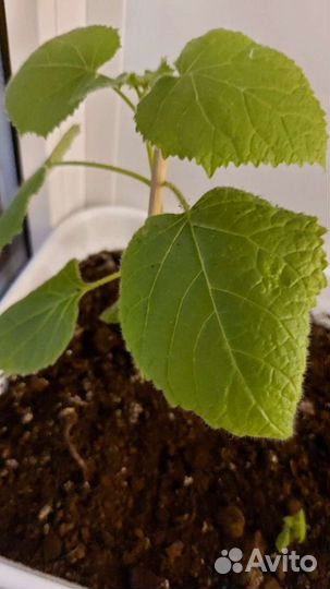 Павловния семена минус 34 на практике