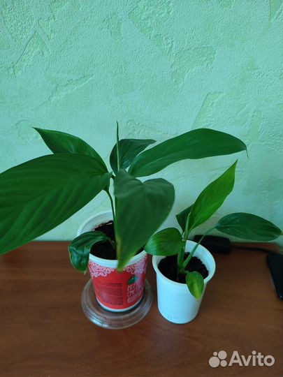 Спатифиллум