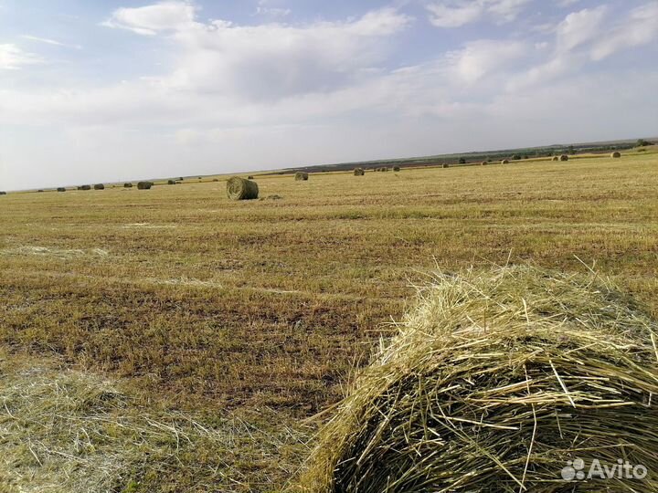 Сено луговое