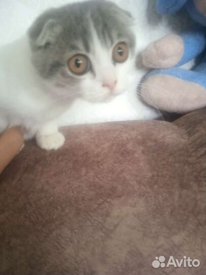 Котята шотланские