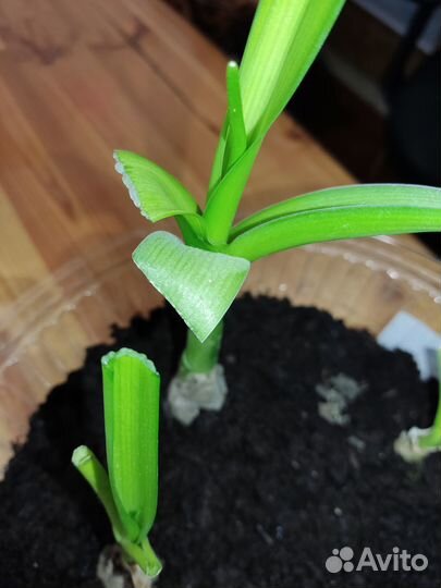 Индийский лук