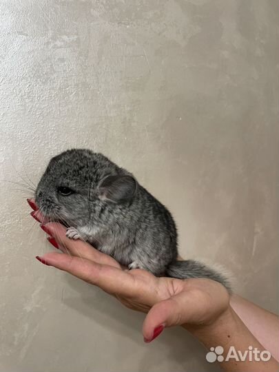 Шиншилла