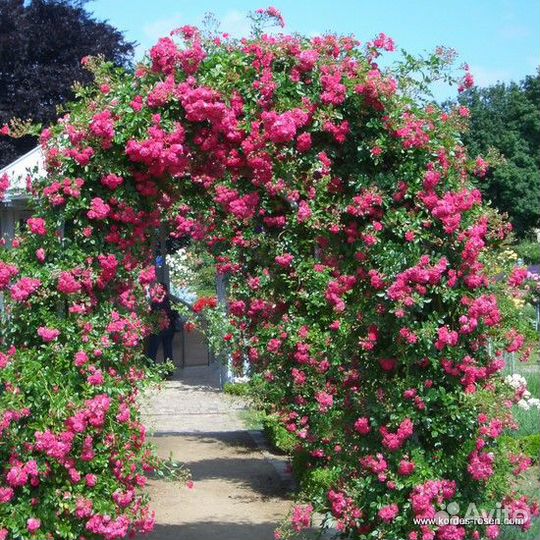 Роза плетистая Эксельза,Морден Блаш канадская