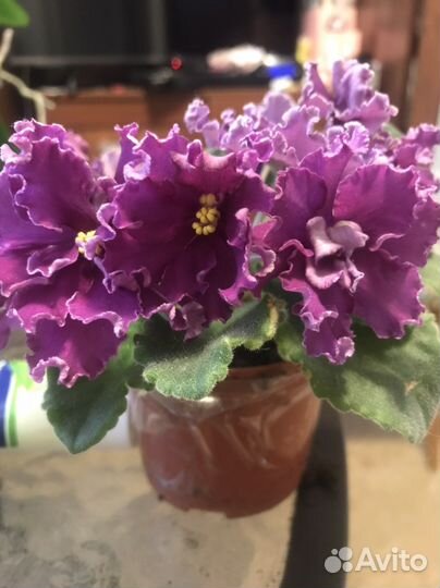 Фиалки сортовые