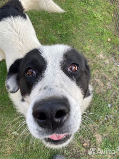 Собака в добрые руки