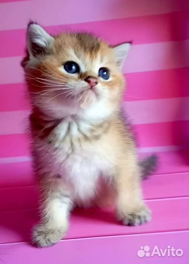 Шотландская