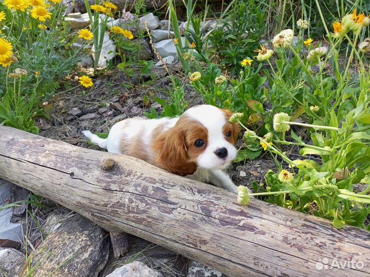 Кавалер Кинг Чарльз спаниель