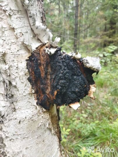 Березовый гриб чага
