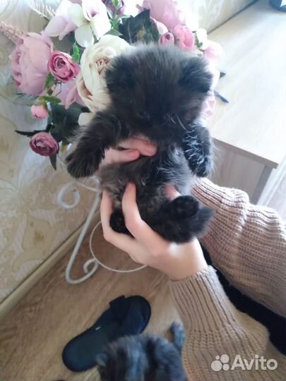 Отдам в дар котят