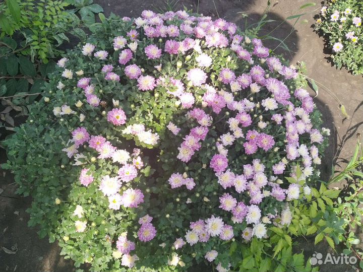 Декоративные и плодовые кустарники