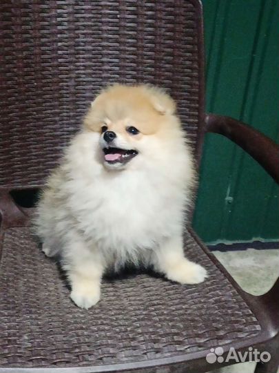 Померанский шпиц