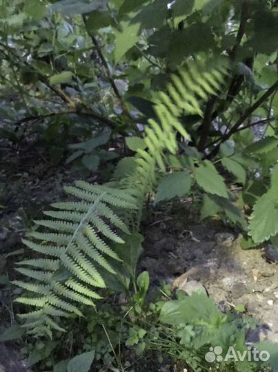 Папоротник садовый