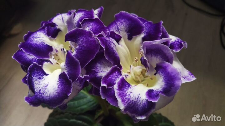 Глоксинии, листья сортовых сеянцев на срез