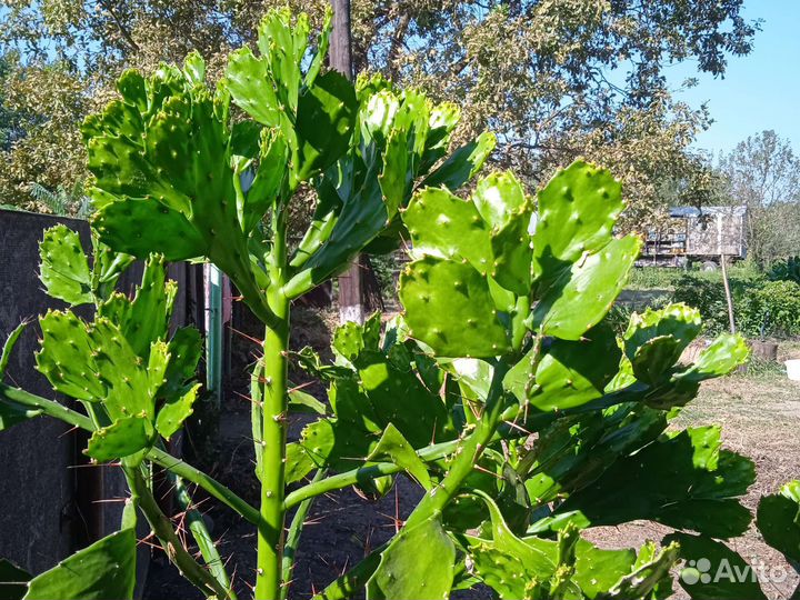 Кактусы и суккуленты