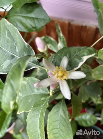 Цитрус Рука Будды вариегантный