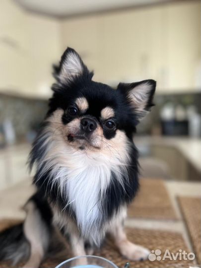 Вязка чихуахуа мальчик