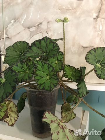 Бегония тигровая