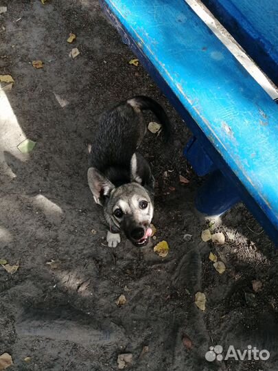 Собака в добрые руки