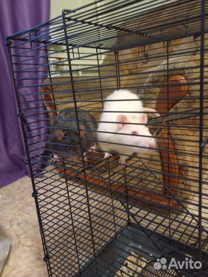 Передержка грызунов