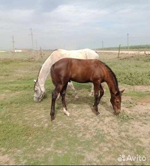 Продается жеребёнок