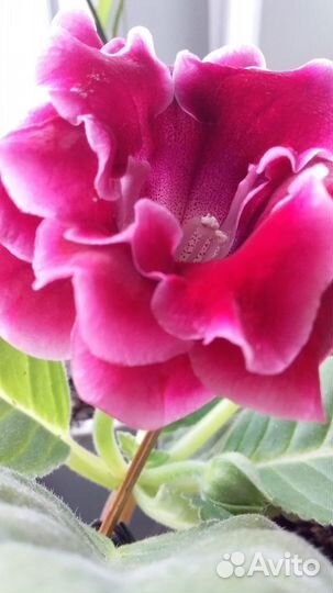 Комнатные растения цветы