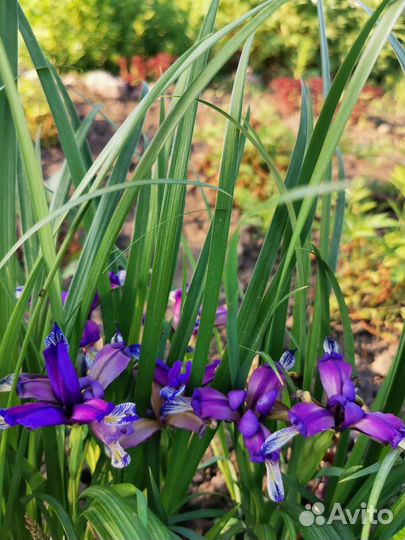 Многолетние цветы