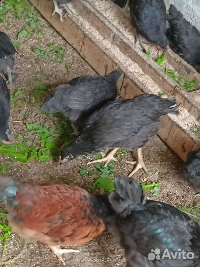 Куры цыплята