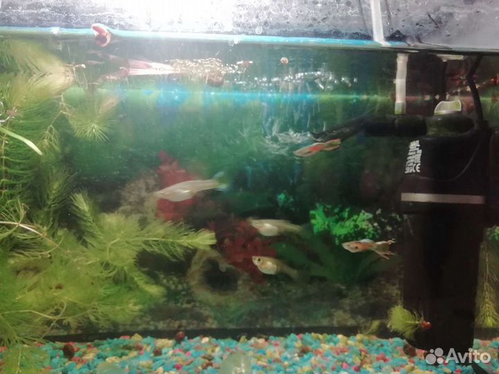 Аквариумные рыбки и креветки