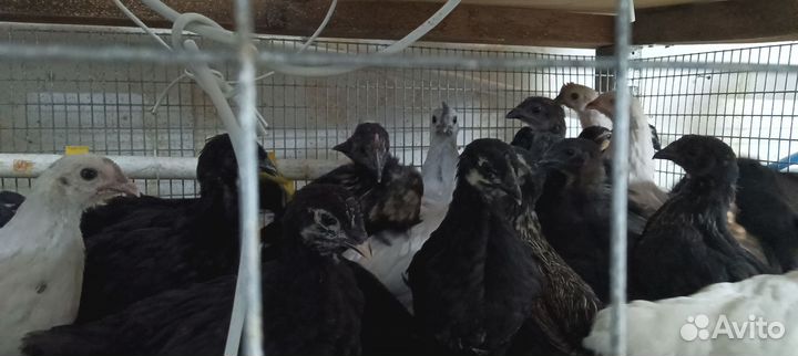 Куры петухи