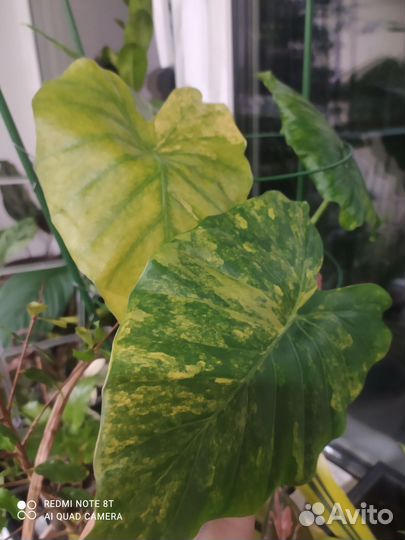 Алоказии. Спатифиллум, Стрелеция регина