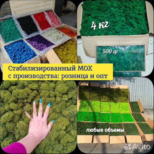 Стабилизированный мох ягель, плоский. Арт223, от