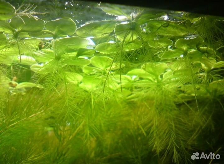 Пистия.Ряска.Роголистник.Природ.фильтры-деликатес