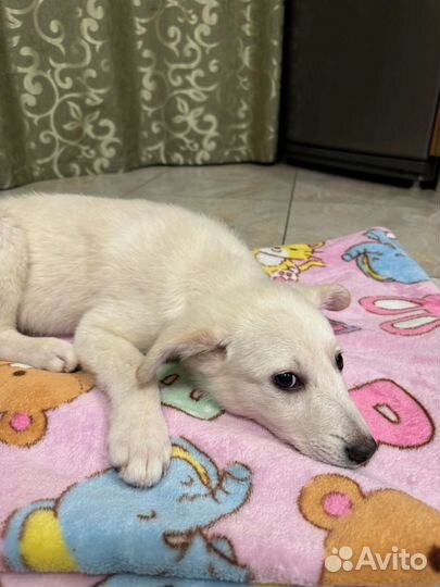 Маленький щенок Белоснежка