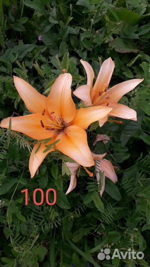 Лилия, луковицы