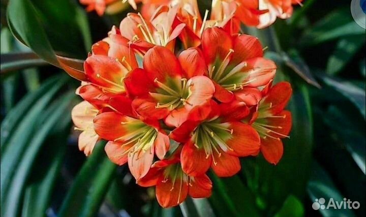 Кливии сортовые