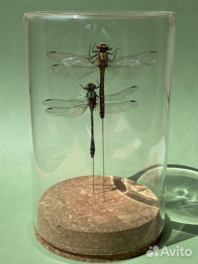 Стрекозы в стеклянном куполе
