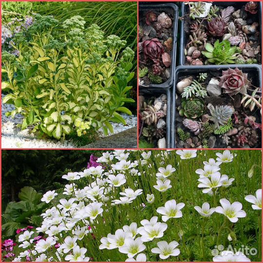 Очитки, Молодило