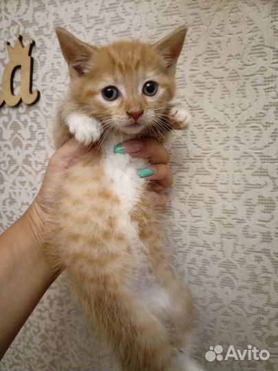 Котик в дар