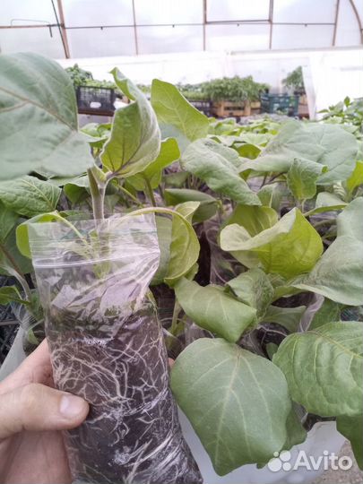 Рассада баклажан 