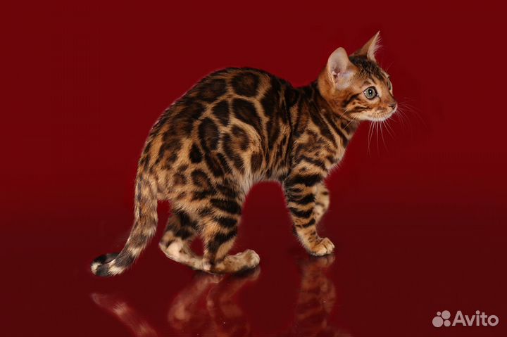 Бенгальский котик Огонек