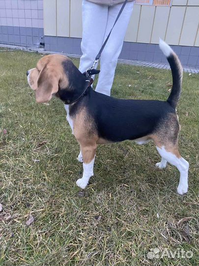 Бигль вязка