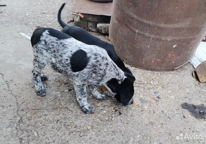 Щенки бесплатно