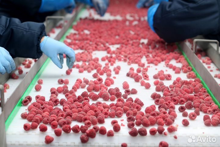 Работники на переработку ягод и фруктов