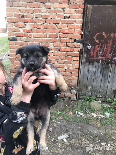 Щенки бесплатно